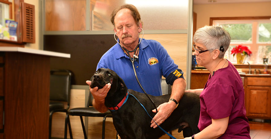 Canine Veterinarian in Stafford Springs, CT