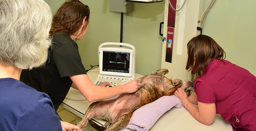 Veterinary Ultrasound in Stafford Springs, CT