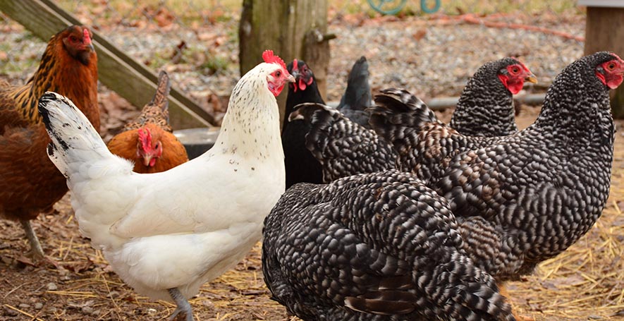 Avian Veterinarian in Stafford Springs, CT