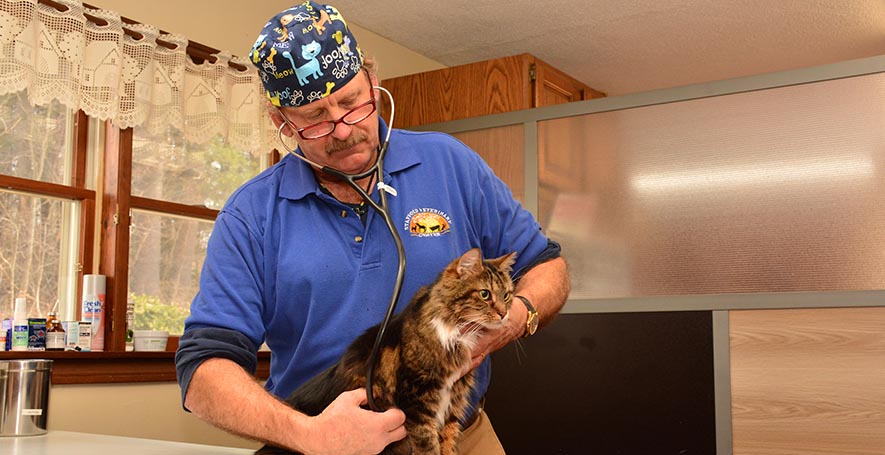 Cat Veterinarian in Stafford Springs, CT