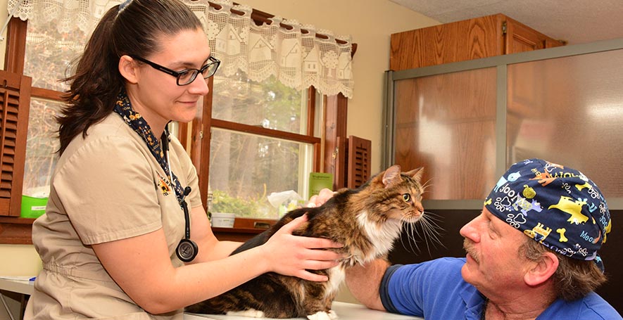 Cat Veterinarian in Stafford Springs, CT