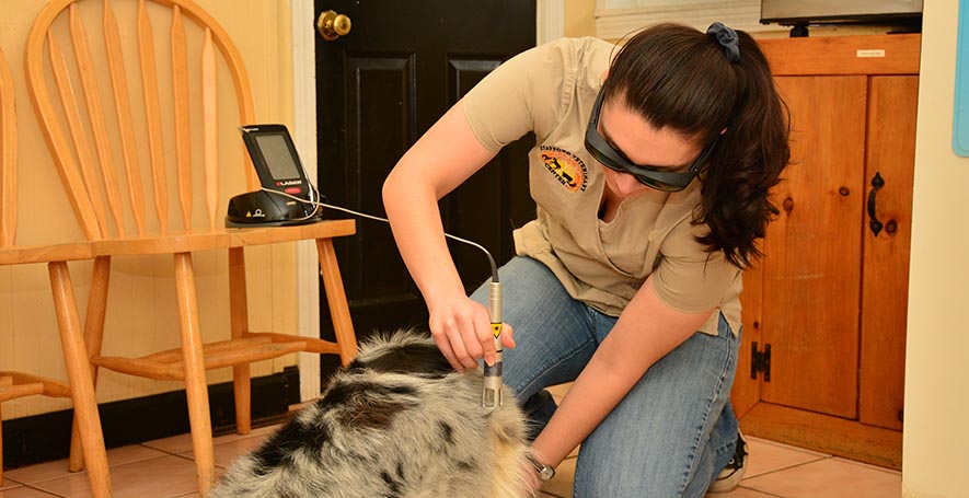 Veterinarian Laser Therapy in Stafford Springs, CT