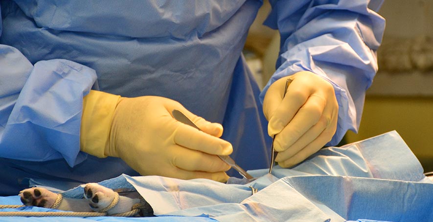 Veterinarian Surgery in Stafford Springs, CT