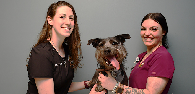 Canine Wellness Services at Stafford Springs Veterinary Center