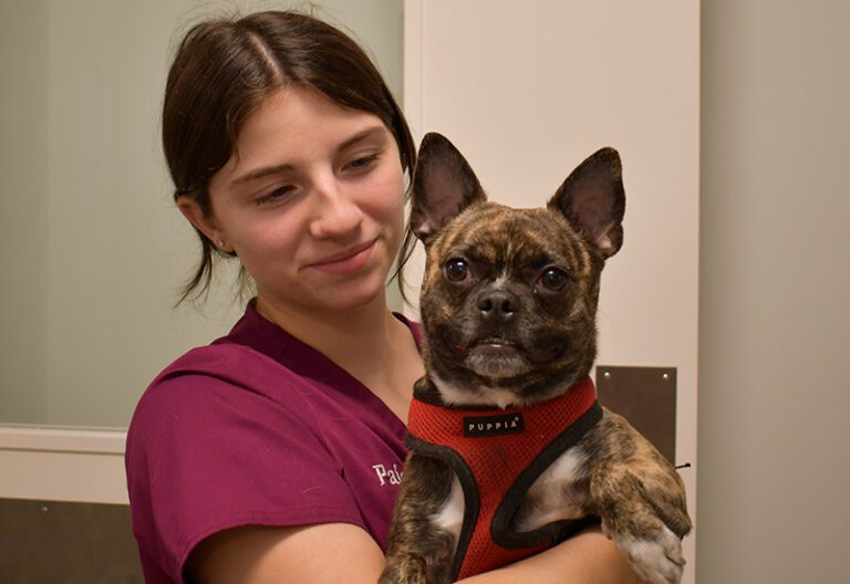 Pet Microchipping at Stafford Springs Veterinary Center