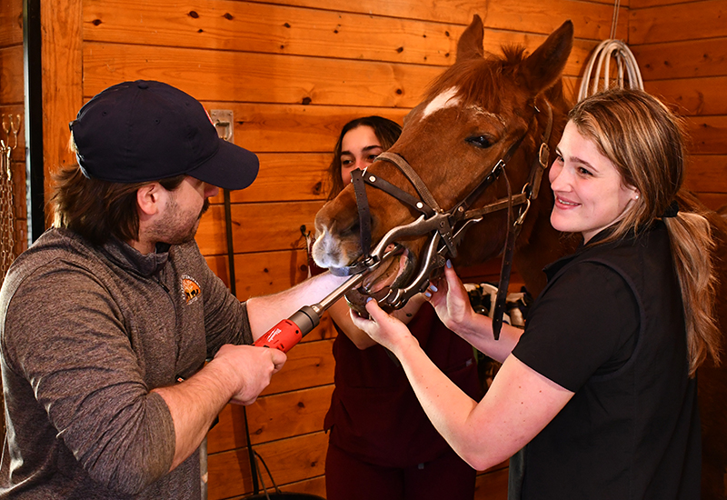 Equine Wellness Services at Stafford Springs Veterinary Center