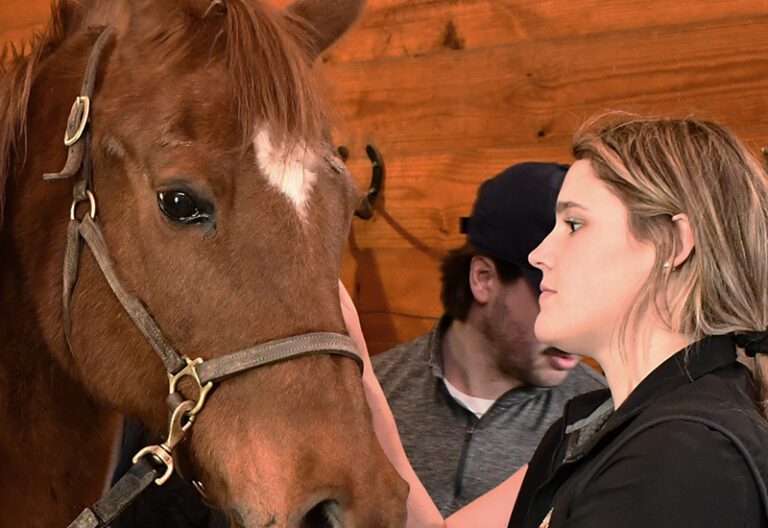 Equine Wellness Services at Stafford Springs Veterinary Center