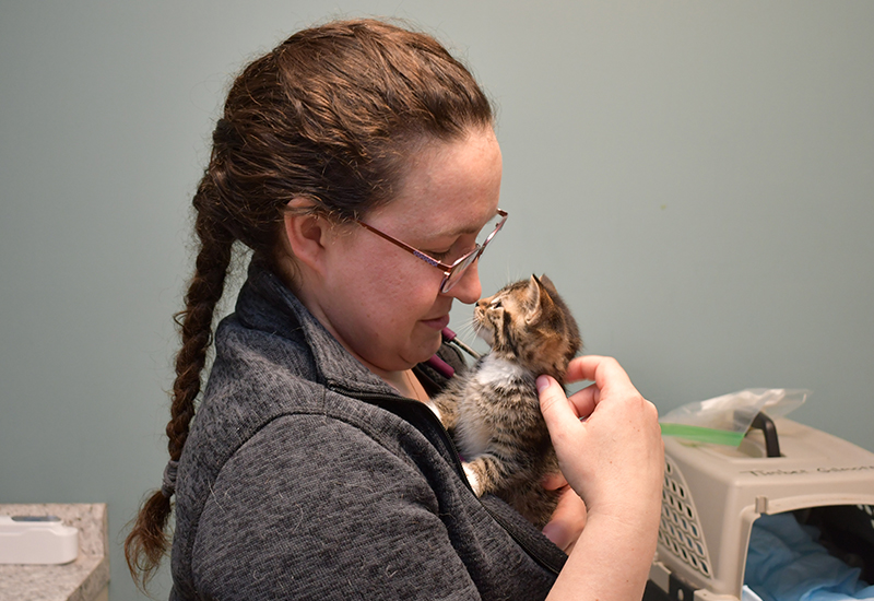 Feline Wellness Care at Stafford Springs Veterinary Center