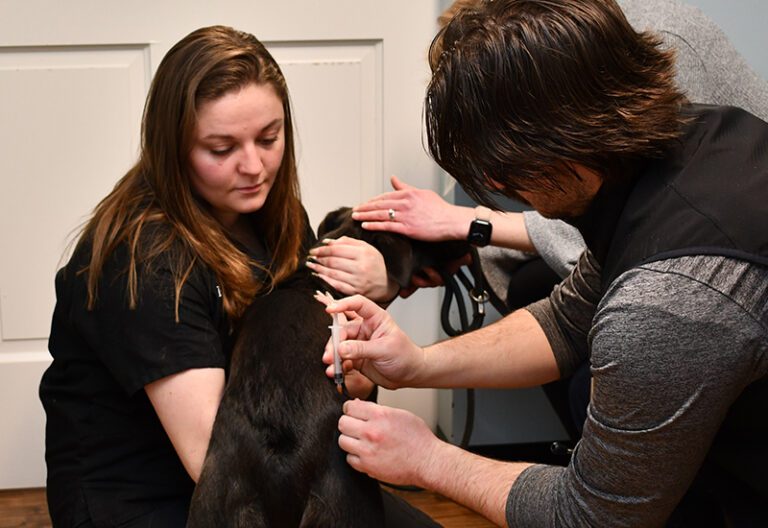 Pet Vaccinations at Stafford Springs Veterinary Center