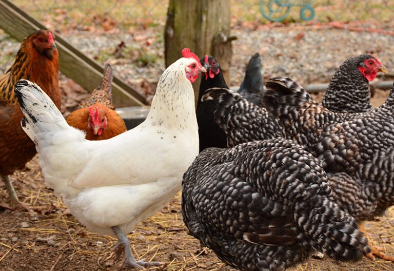 Bird and Poultry Services at Stafford Springs Veterinary Center