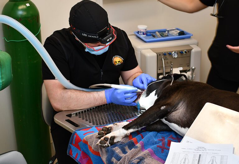 Veterinary Dental Services at Stafford Springs Veterinary Center