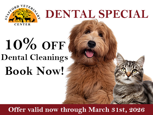 Dental Month Special at Stafford Veterinary Center