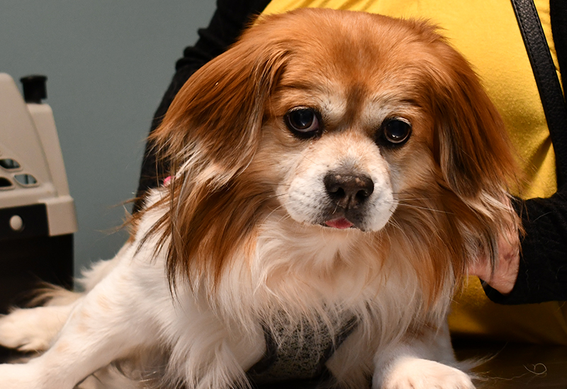 Veterinary Laparoscopic Surgery Services in Stafford Springs, CT